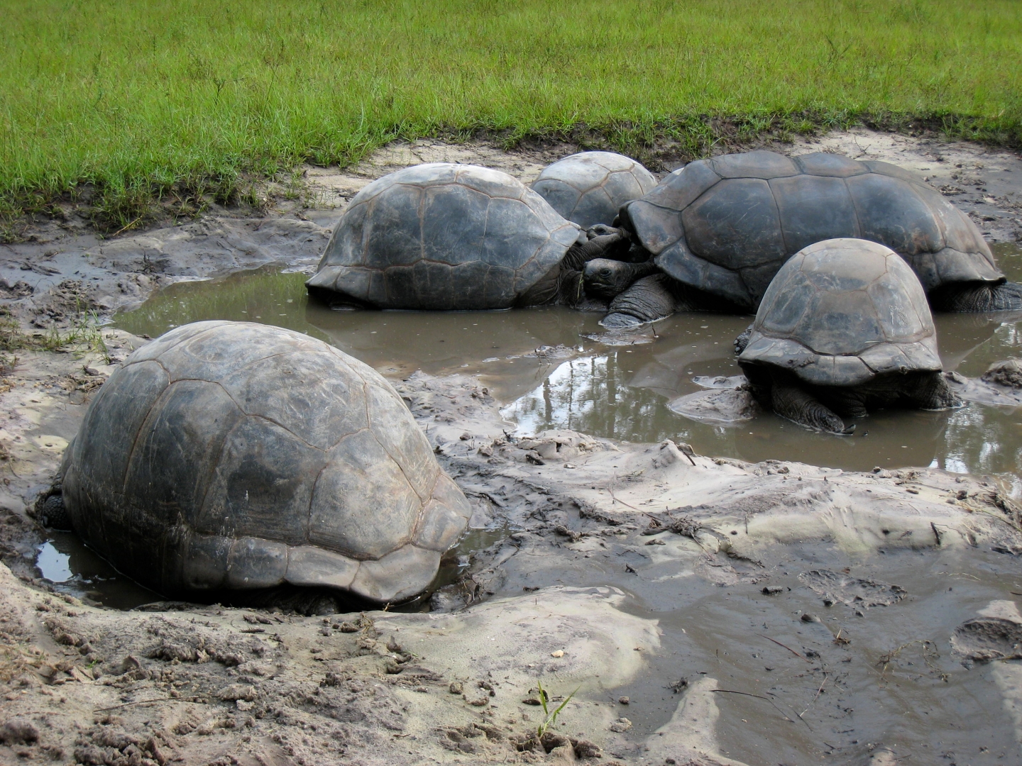ALDABRA BREEDER