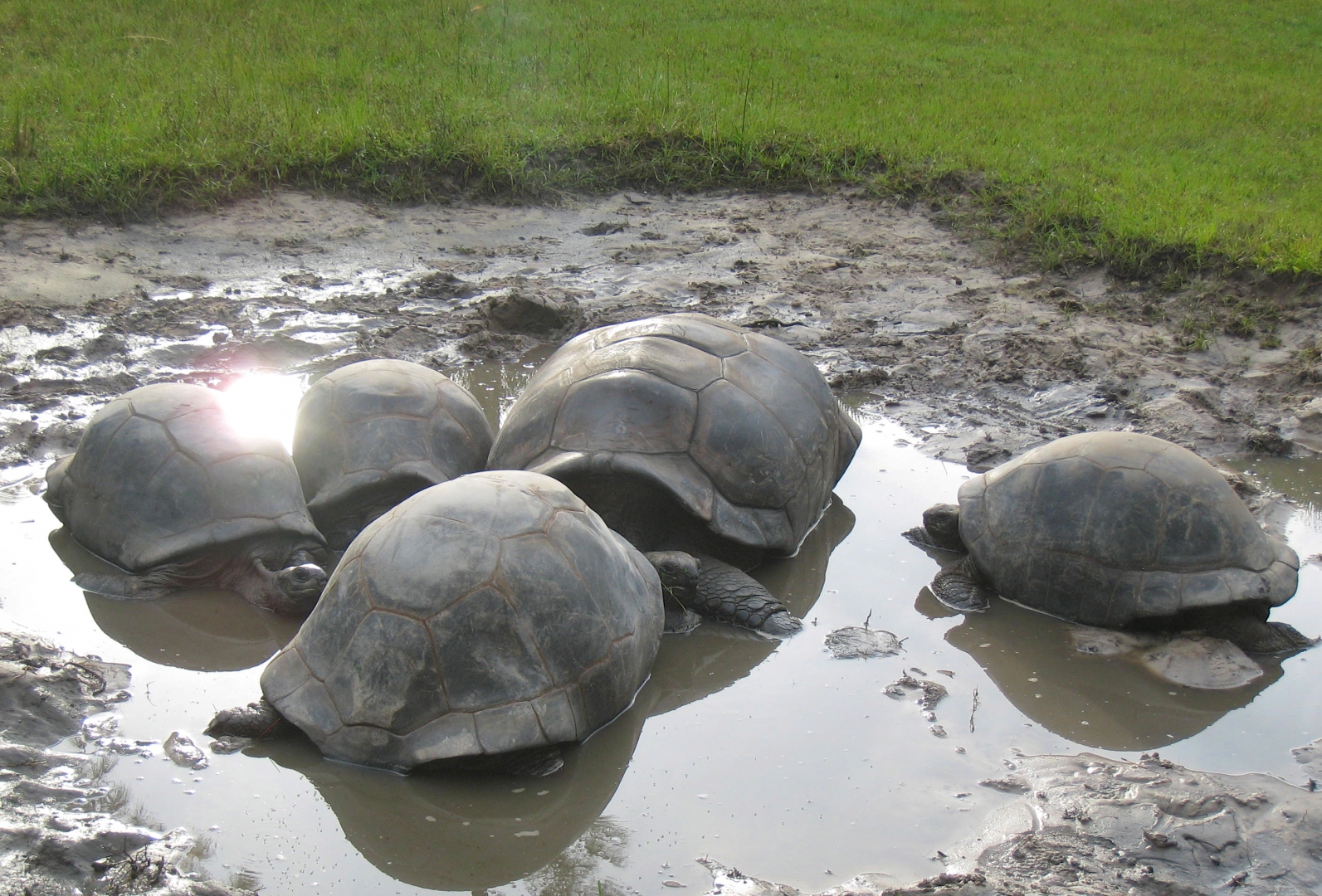 ALDABRA BREEDER