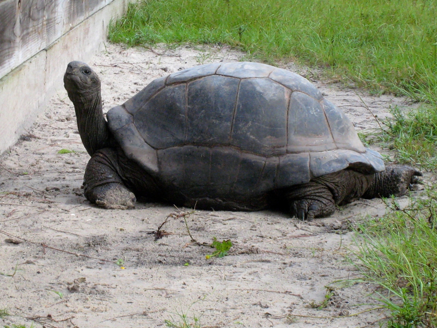 ALDABRA BREEDER