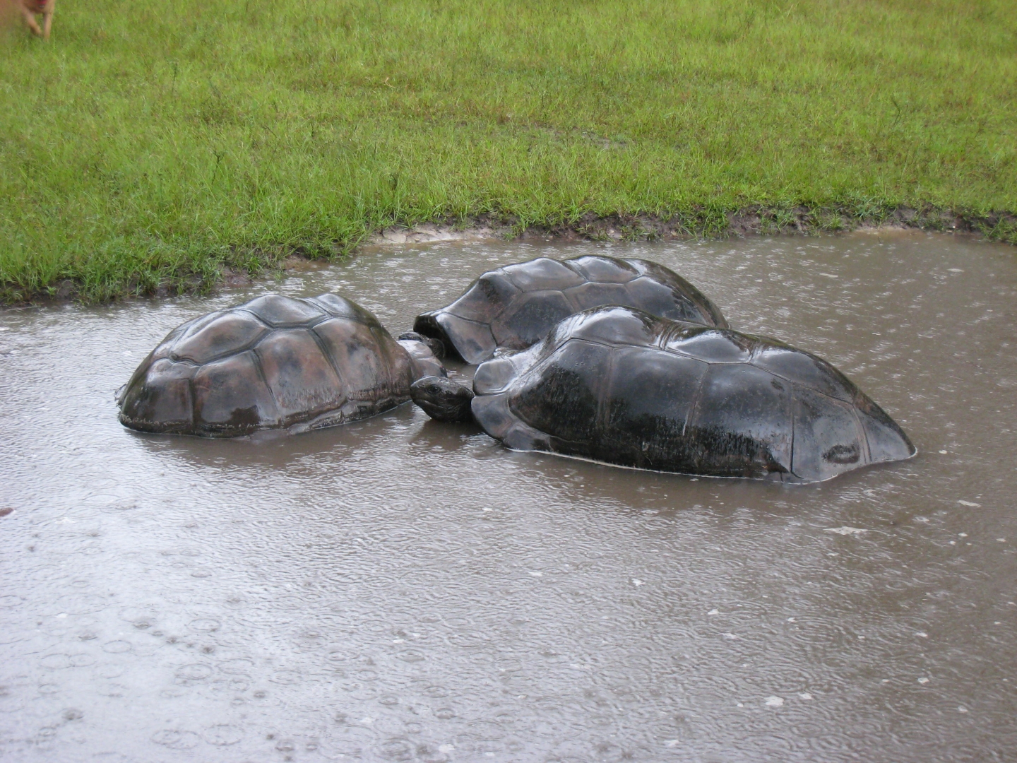 ALDABRA BREEDER