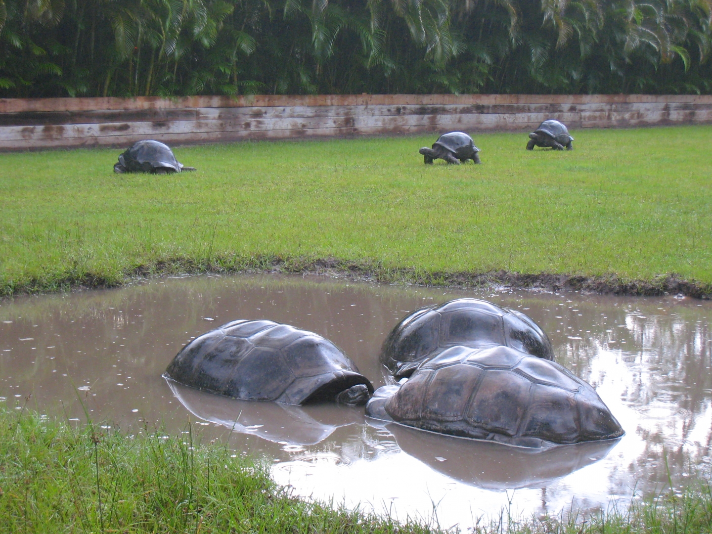 ALDABRA BREEDER