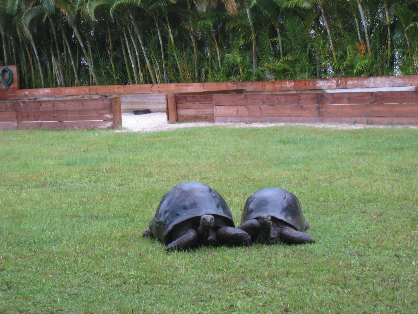 ALDABRA BREEDER