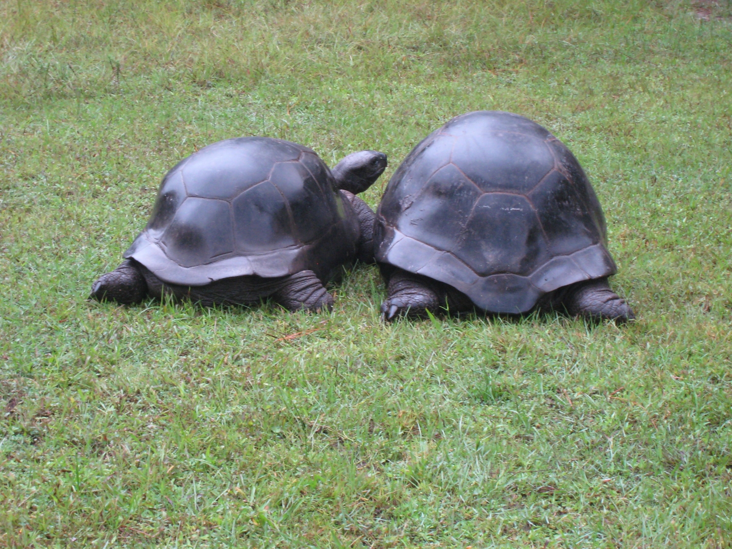 ALDABRA BREEDER