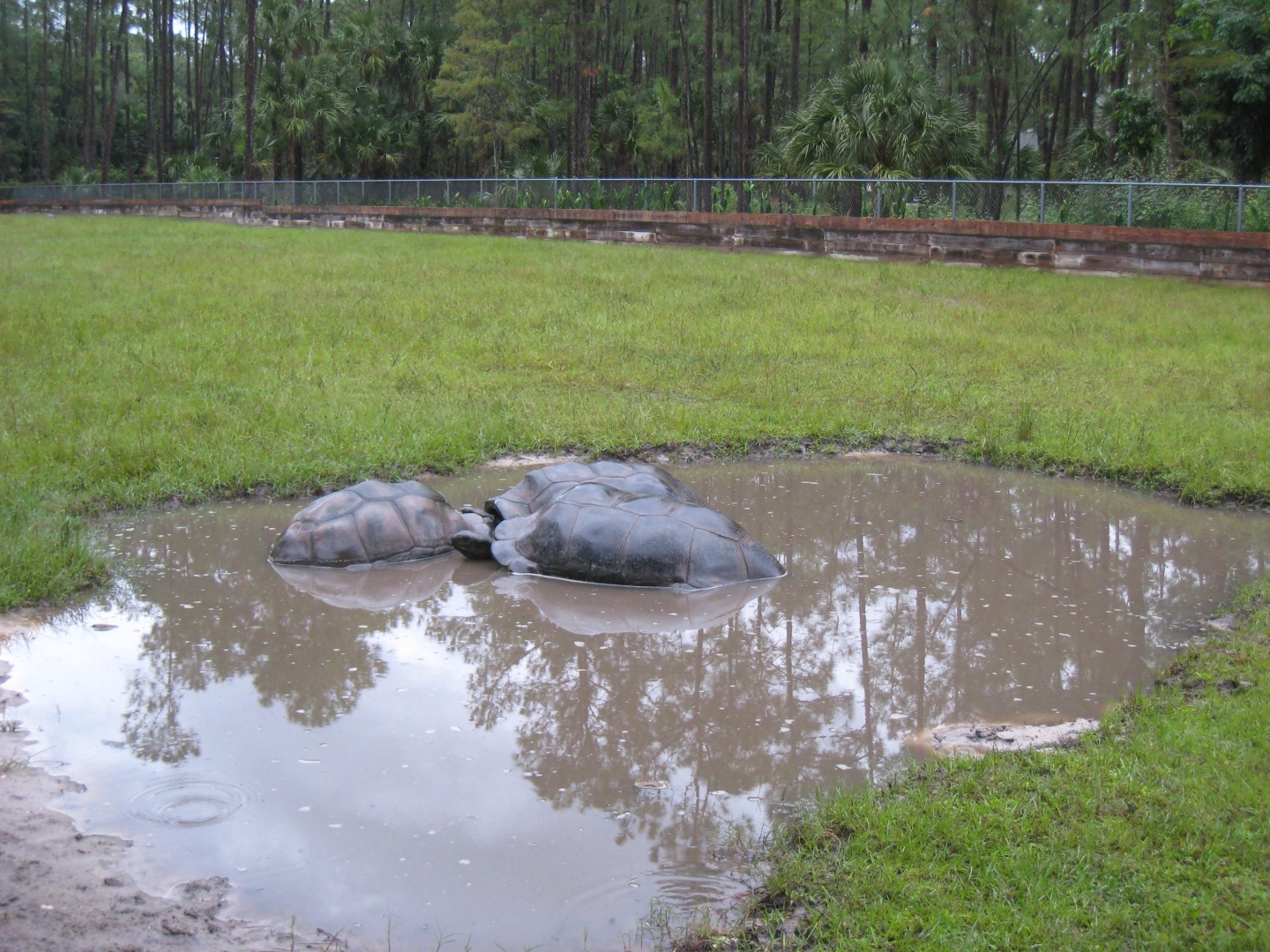 ALDABRA BREEDER
