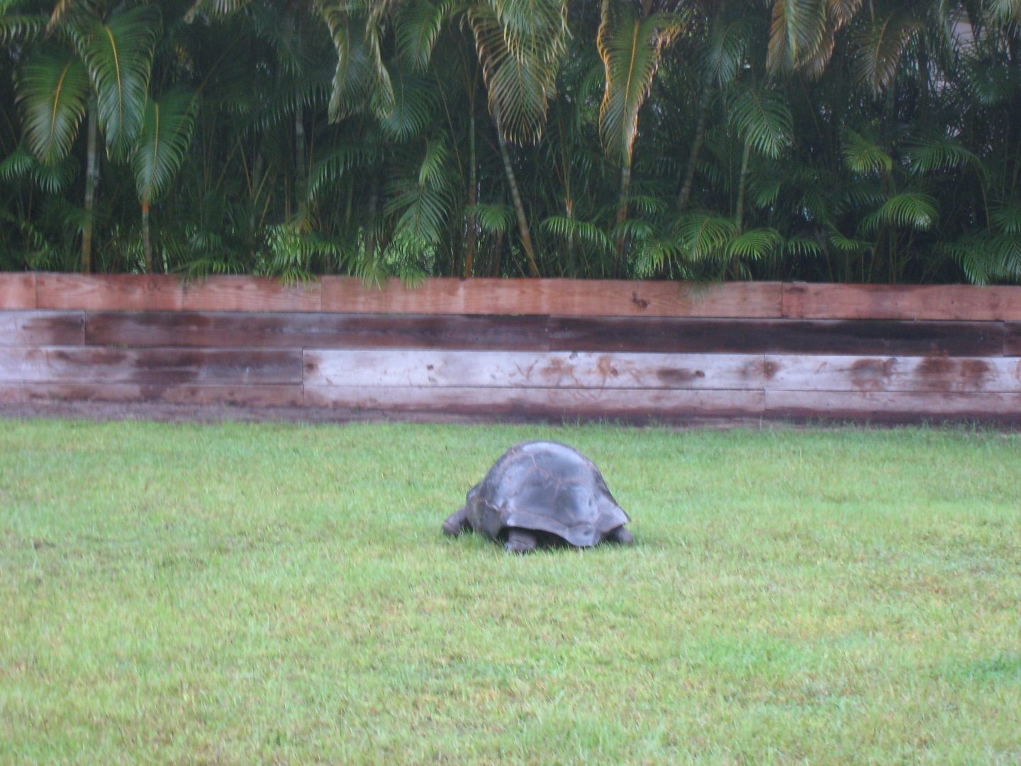 ALDABRA BREEDER