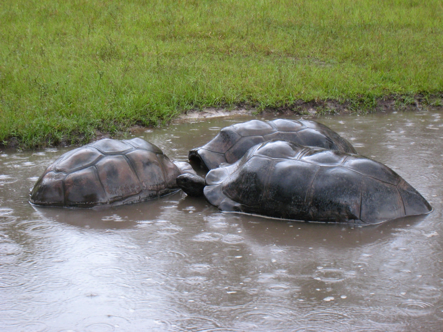 ALDABRA BREEDER