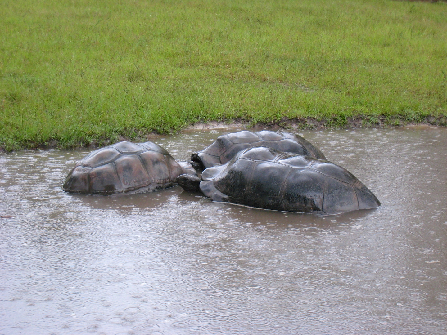 ALDABRA BREEDER