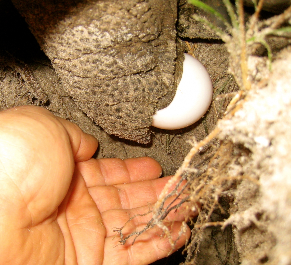 ALDABRA BREEDER