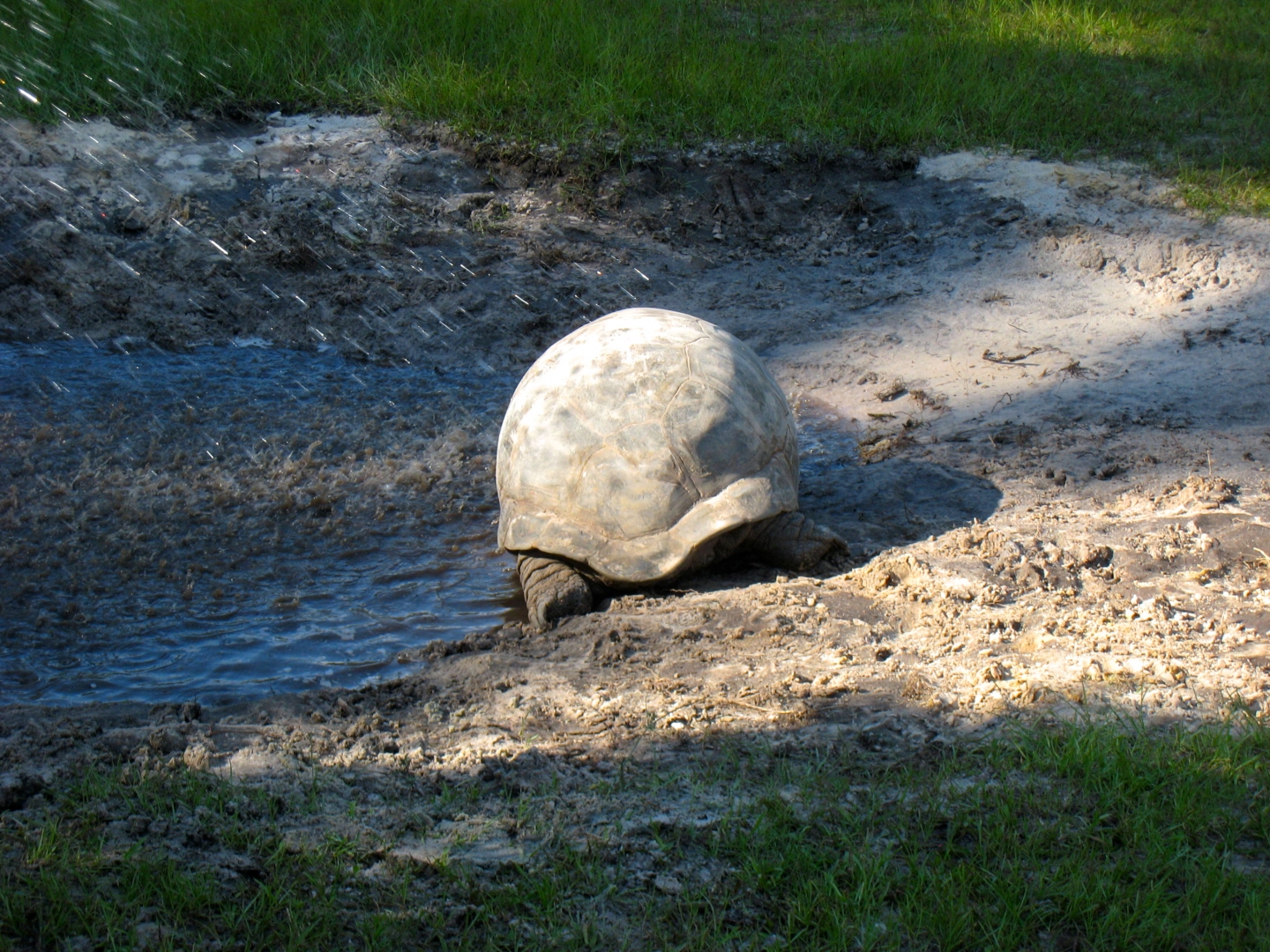 ALDABRA BREEDER