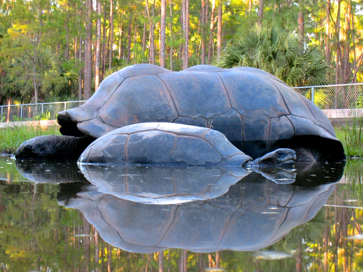 ALDABRA BREEDER