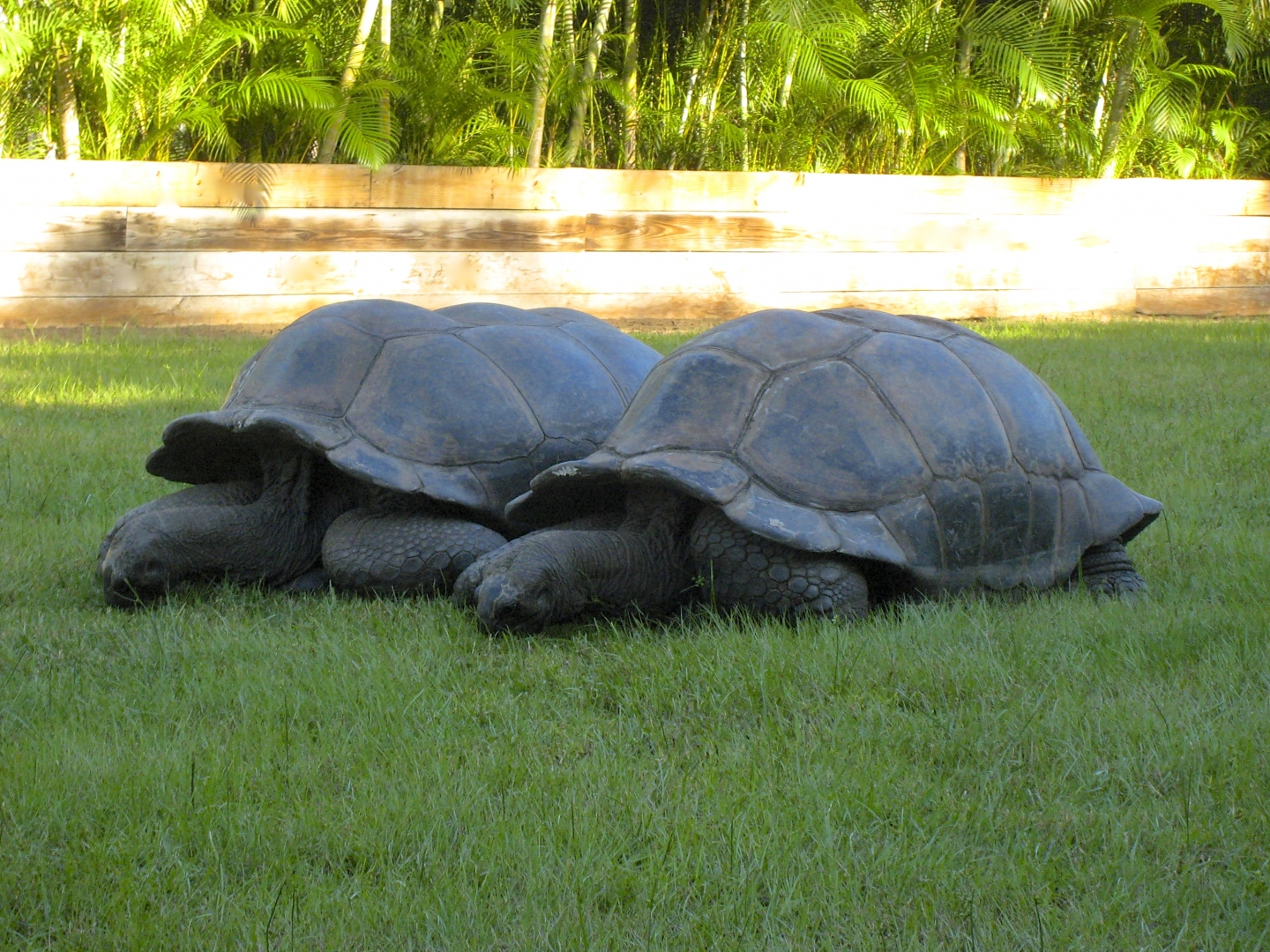ALDABRA BREEDER