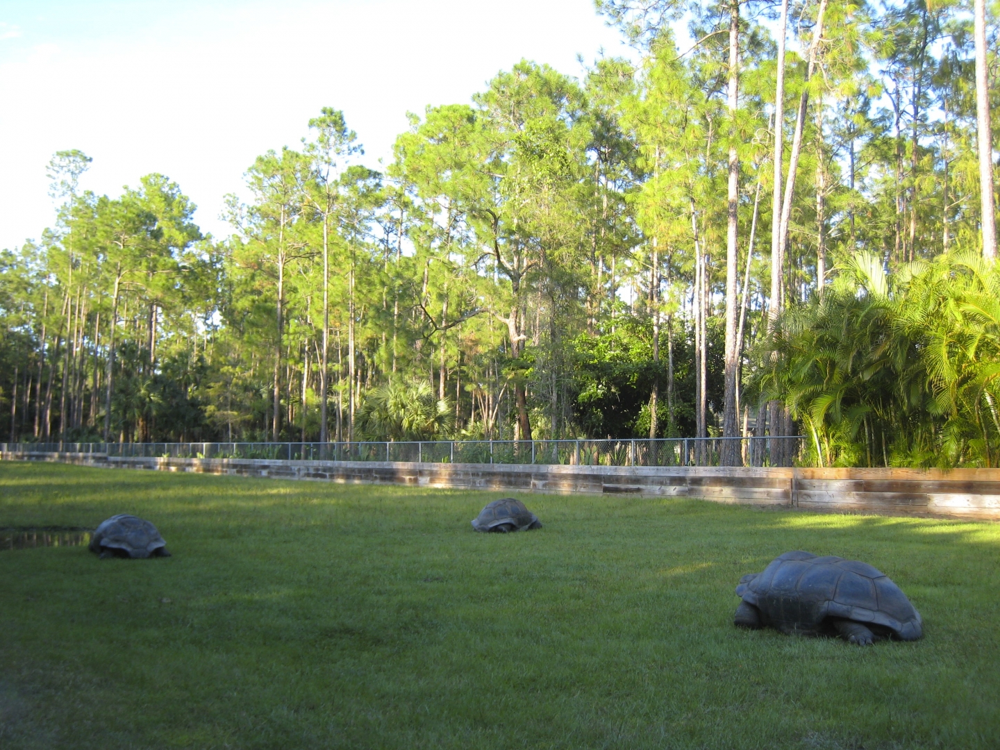 ALDABRA BREEDER