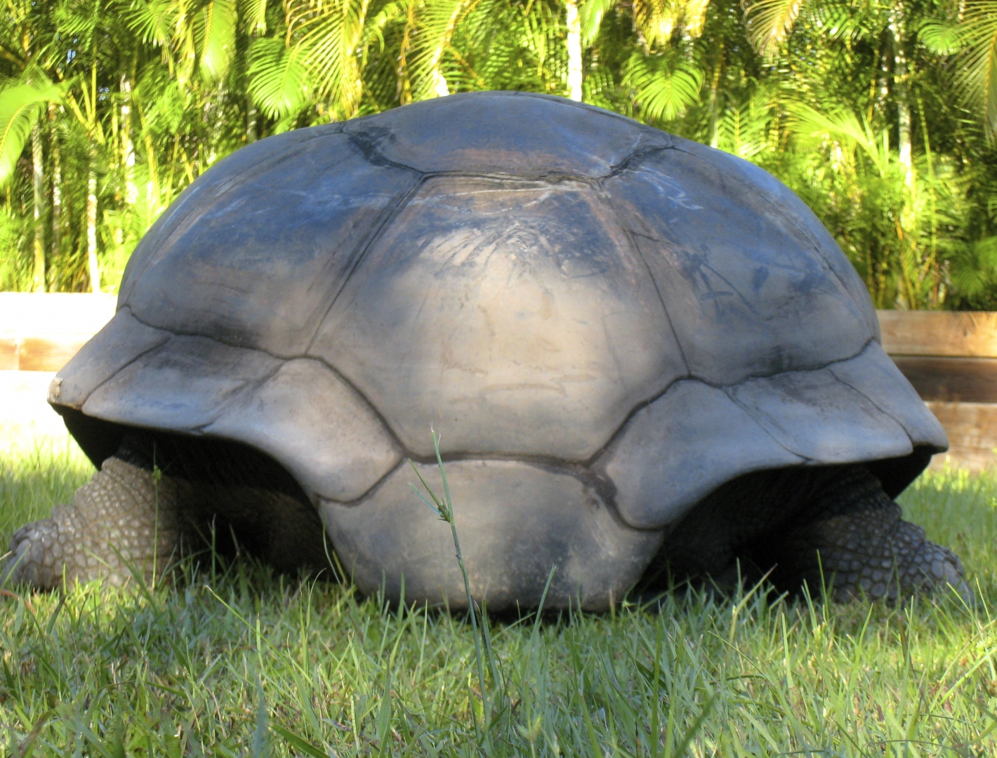 ALDABRA BREEDER
