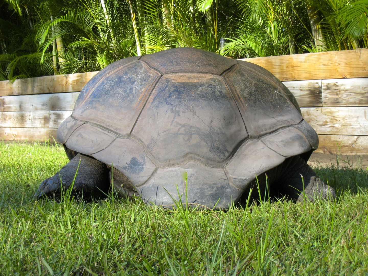 ALDABRA BREEDER