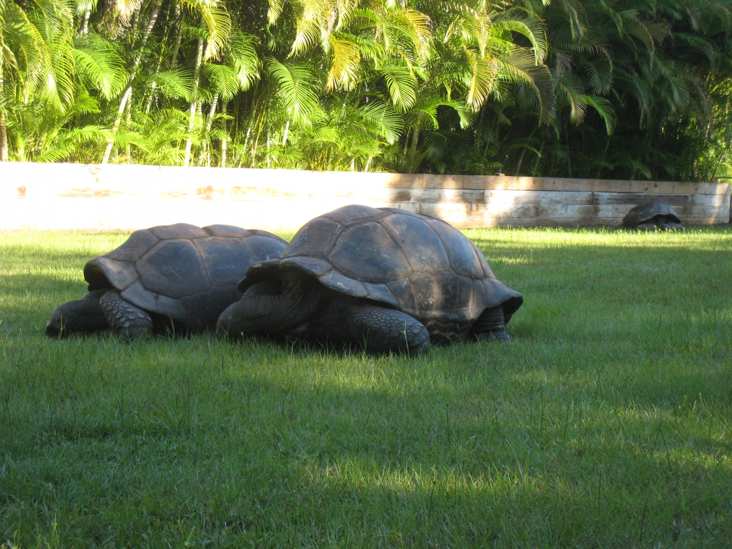 ALDABRA BREEDER