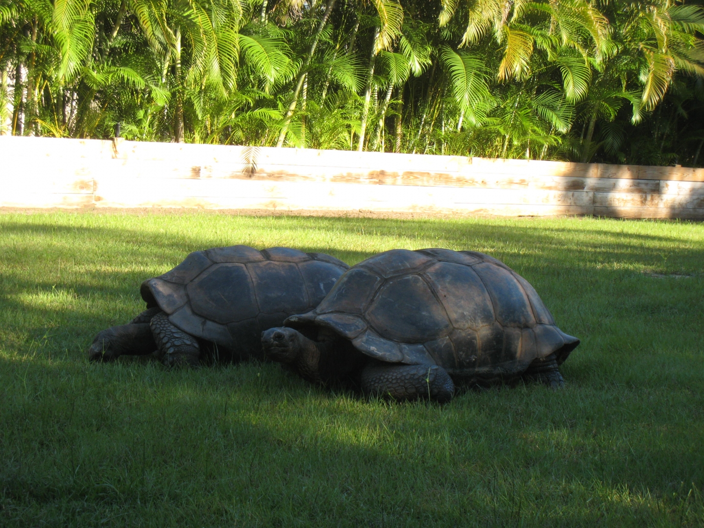 ALDABRA BREEDER