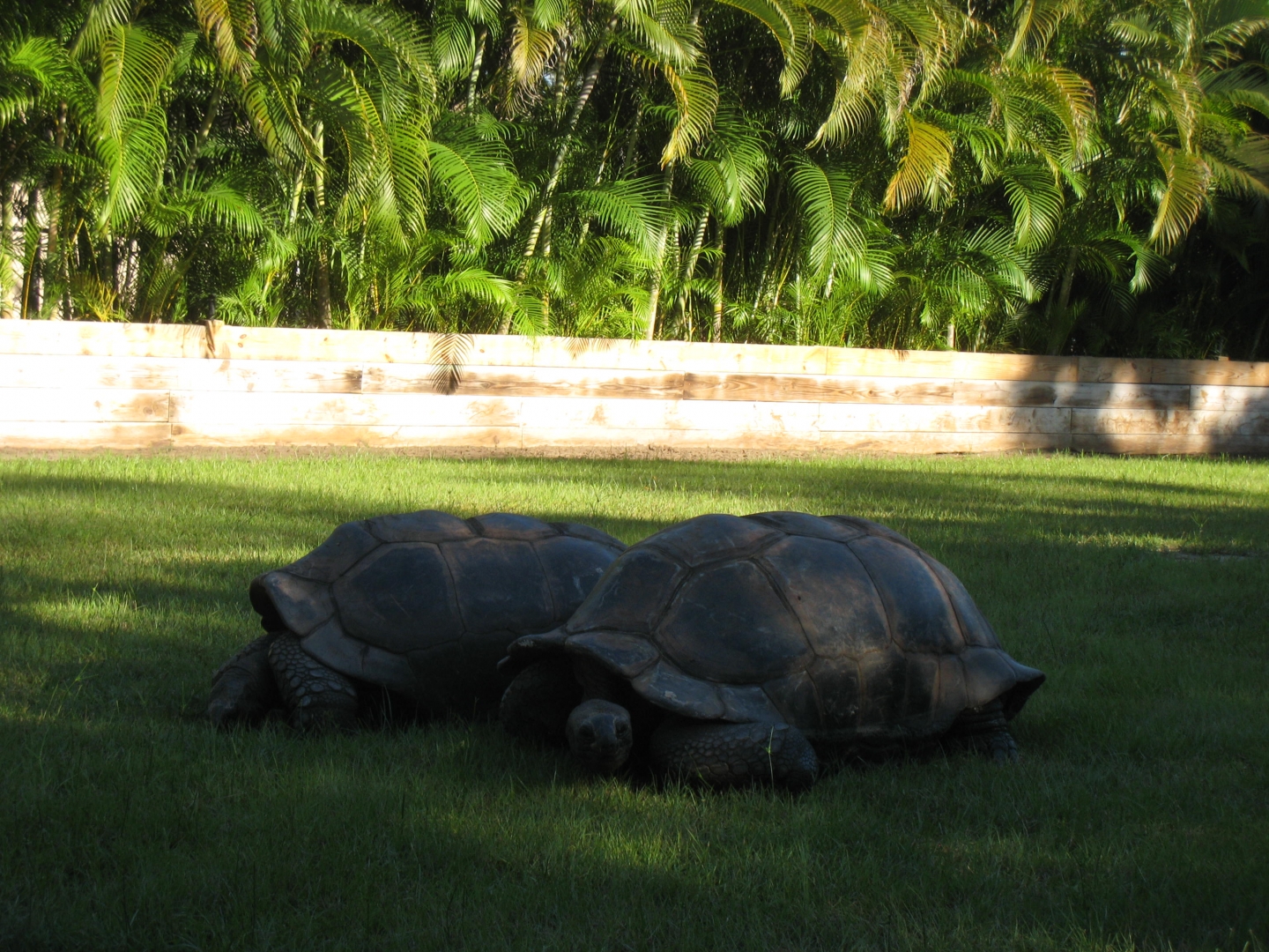 ALDABRA BREEDER