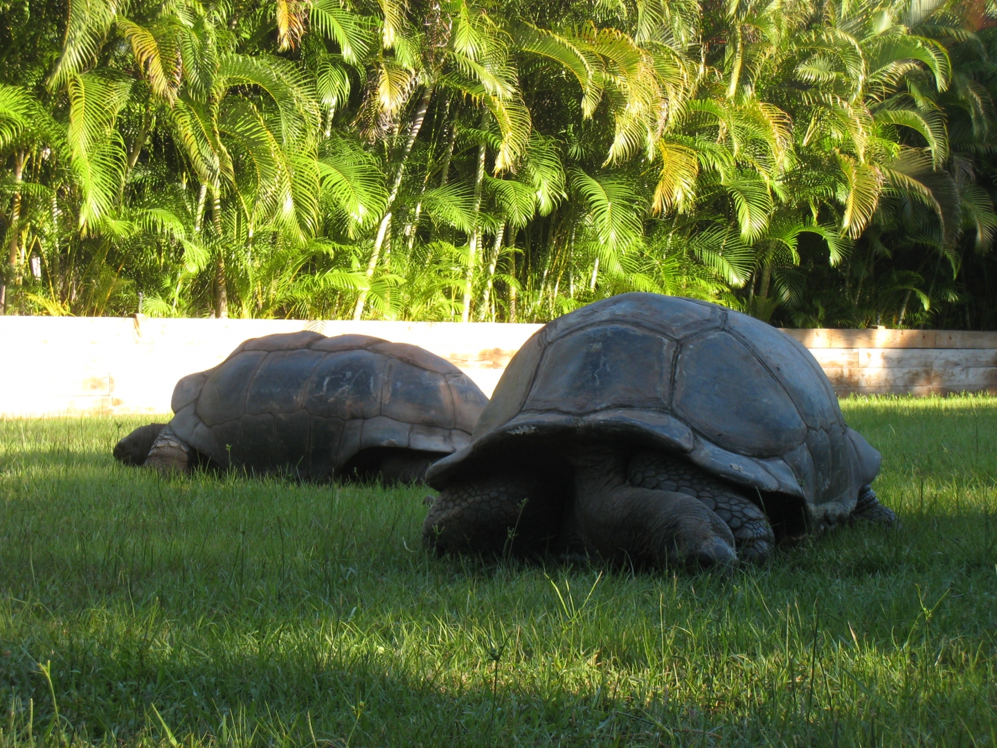ALDABRA BREEDER