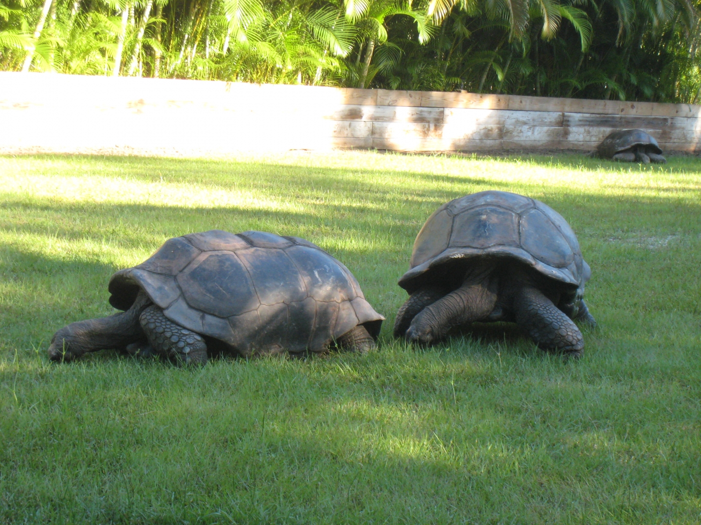 ALDABRA BREEDER