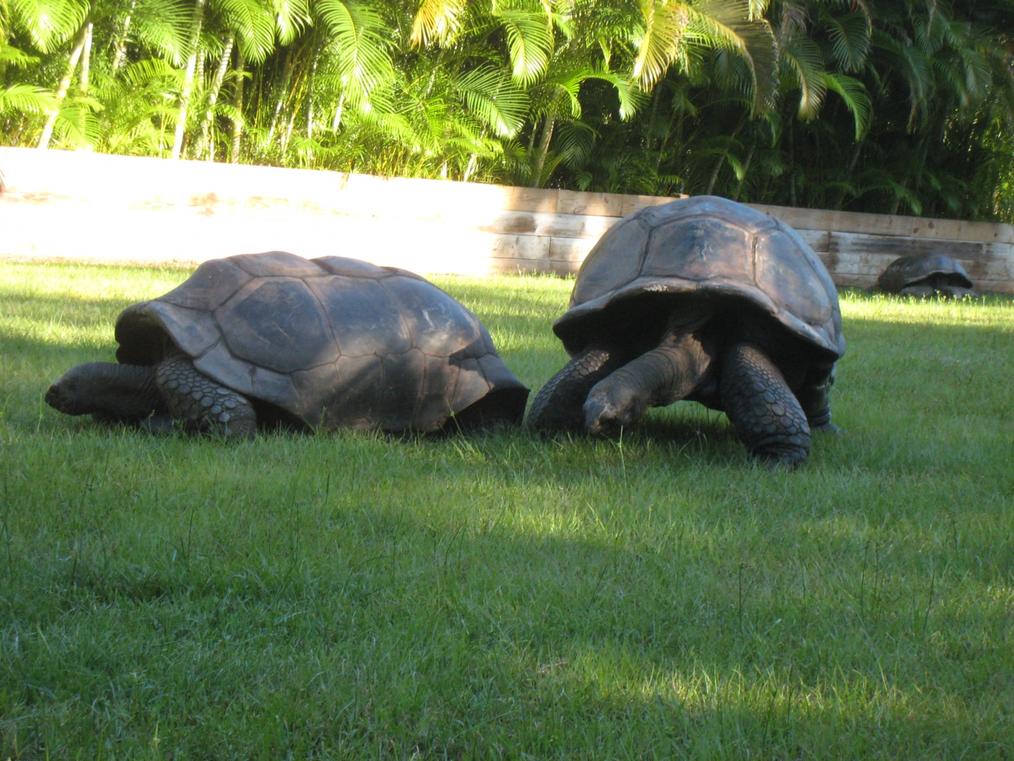 ALDABRA BREEDER