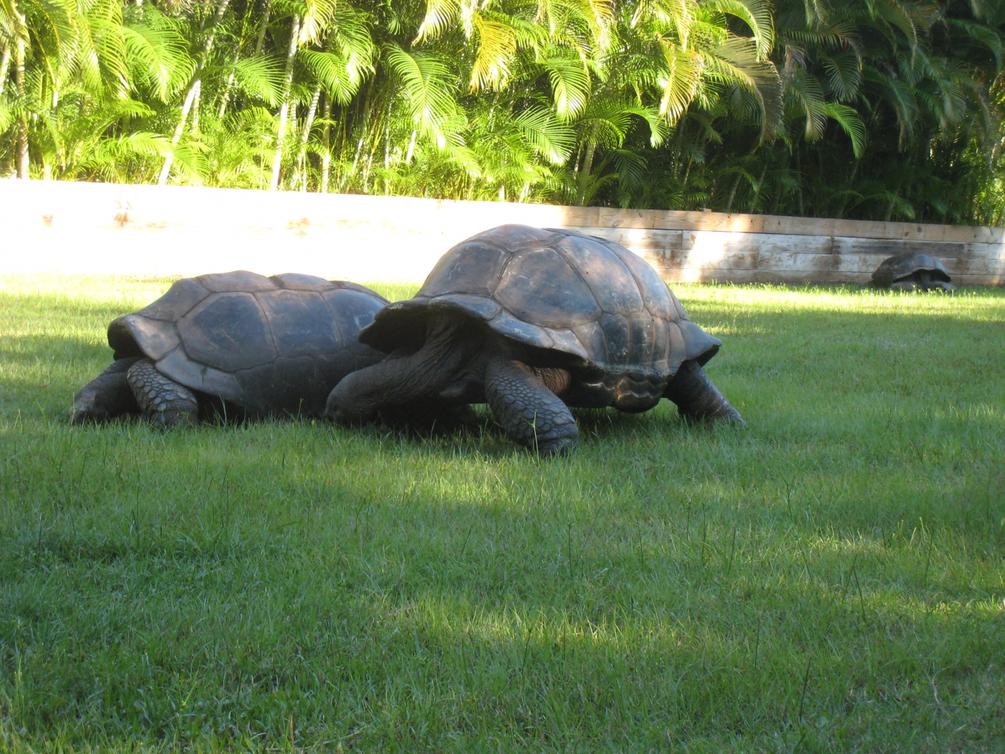 ALDABRA BREEDER