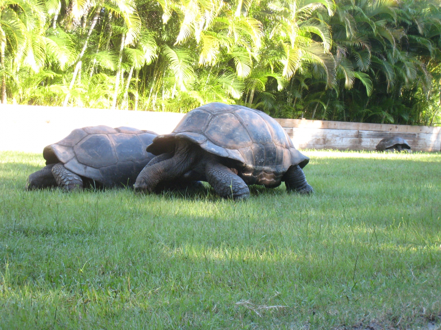 ALDABRA BREEDER