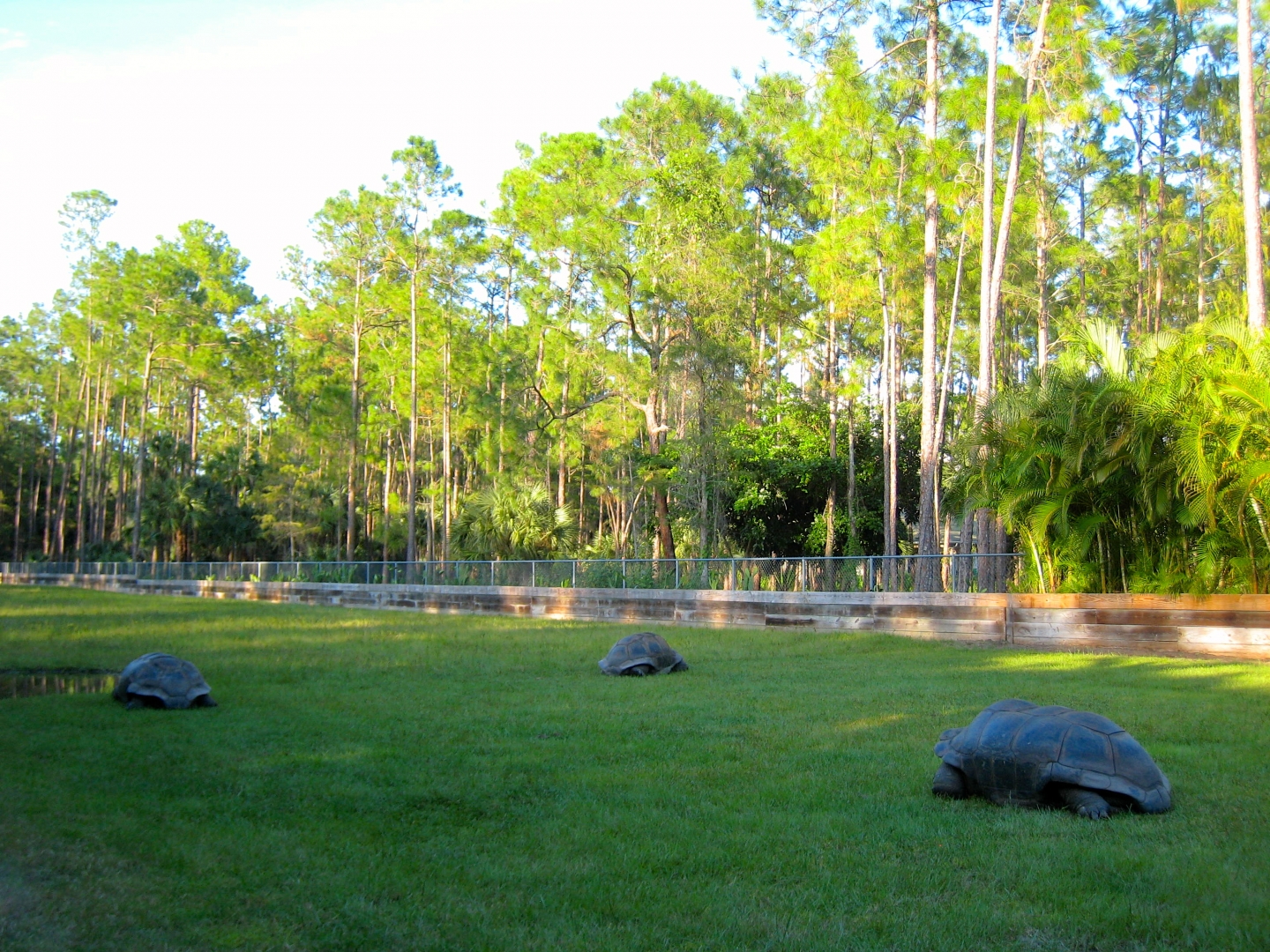 ALDABRA BREEDER
