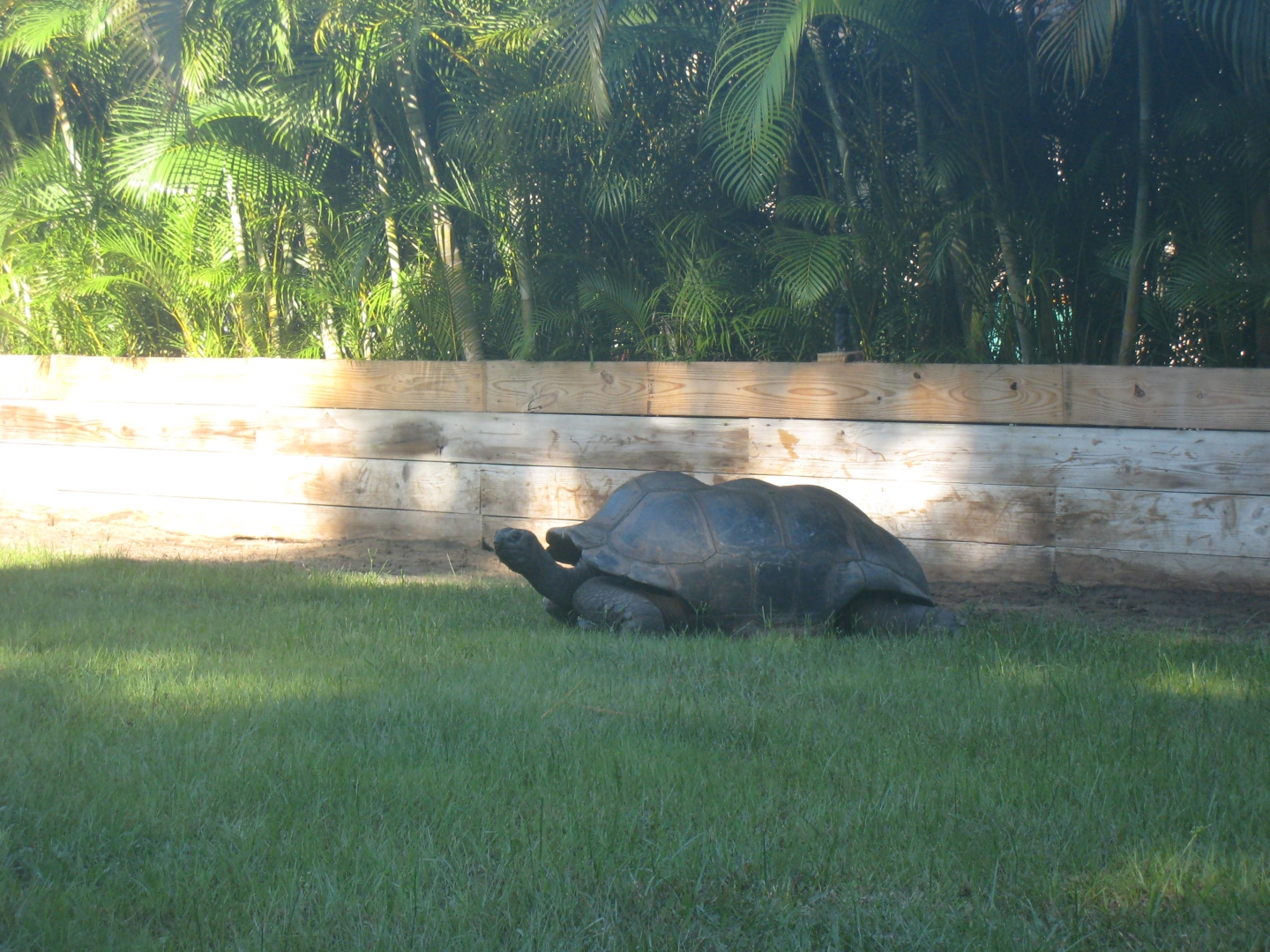 ALDABRA BREEDER