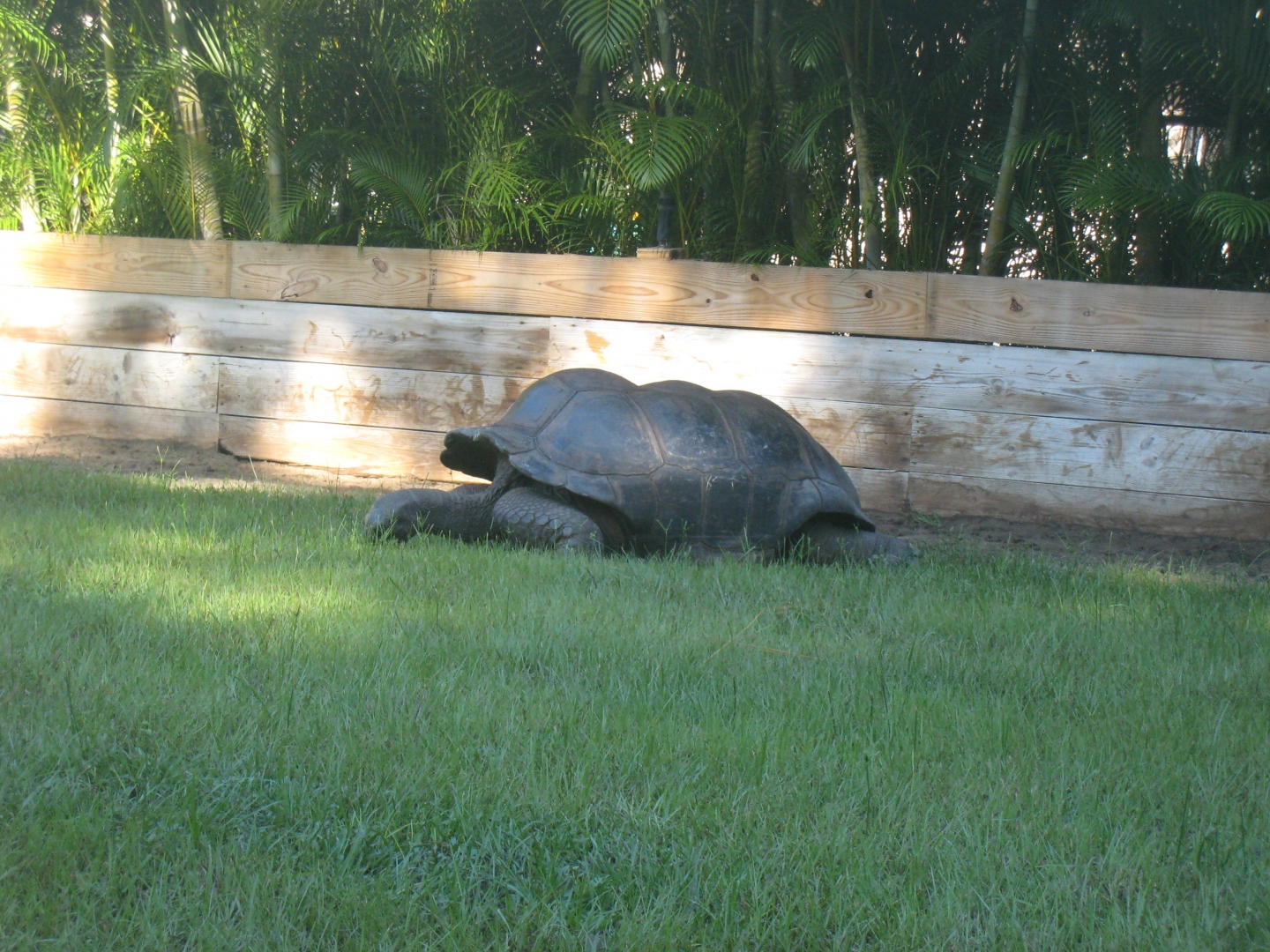 ALDABRA BREEDER