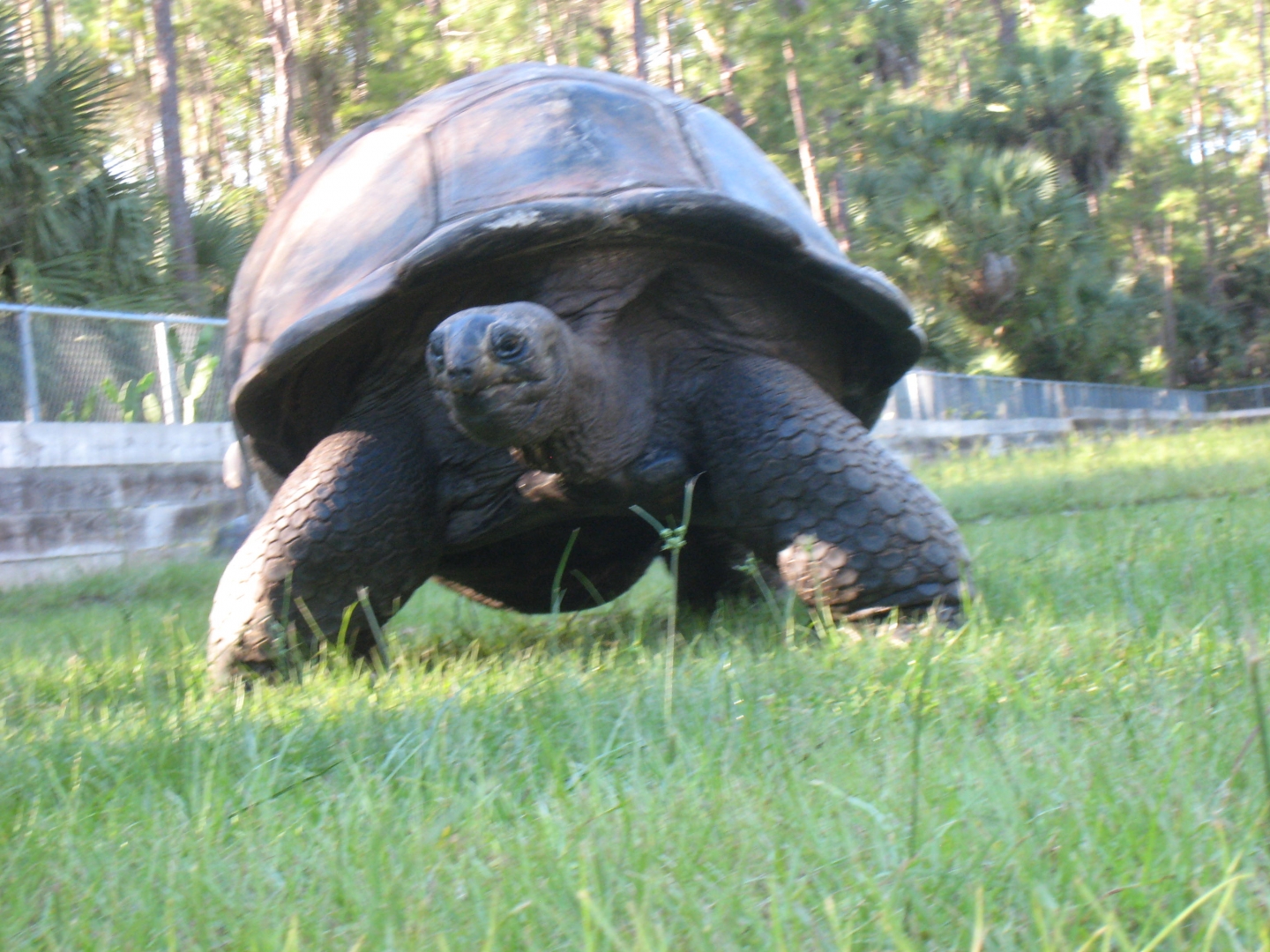 ALDABRA BREEDER