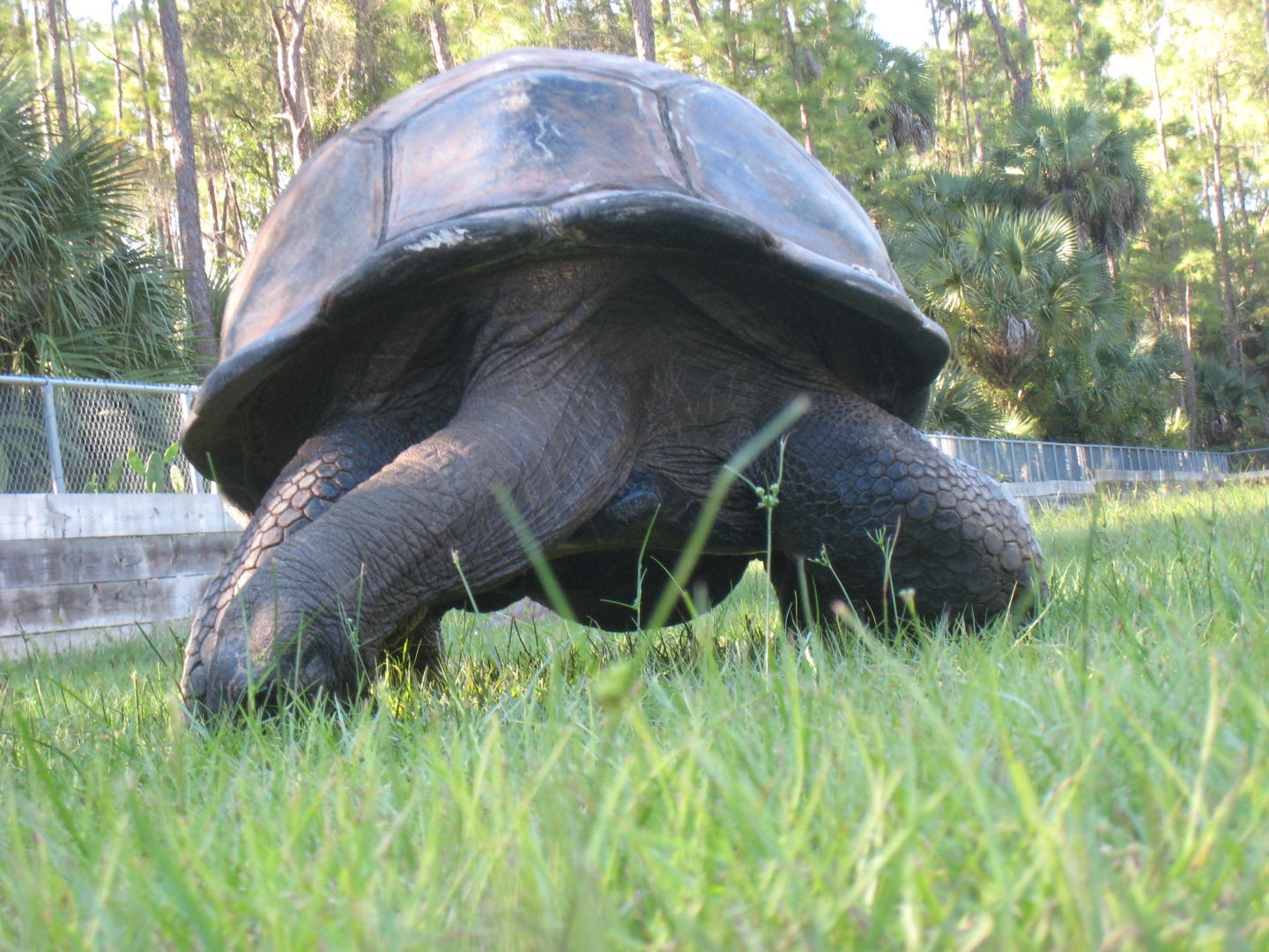 ALDABRA BREEDER