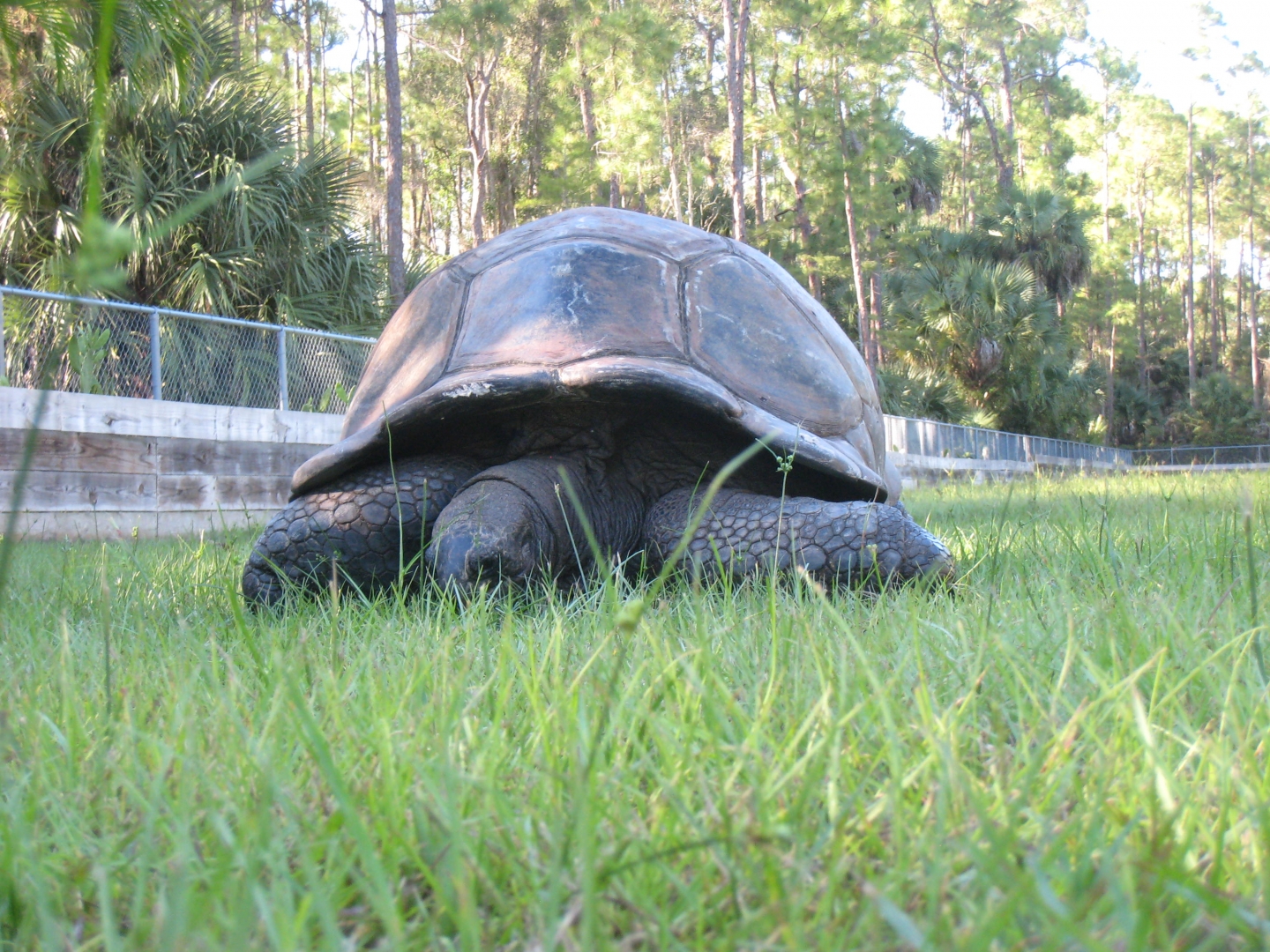 ALDABRA BREEDER