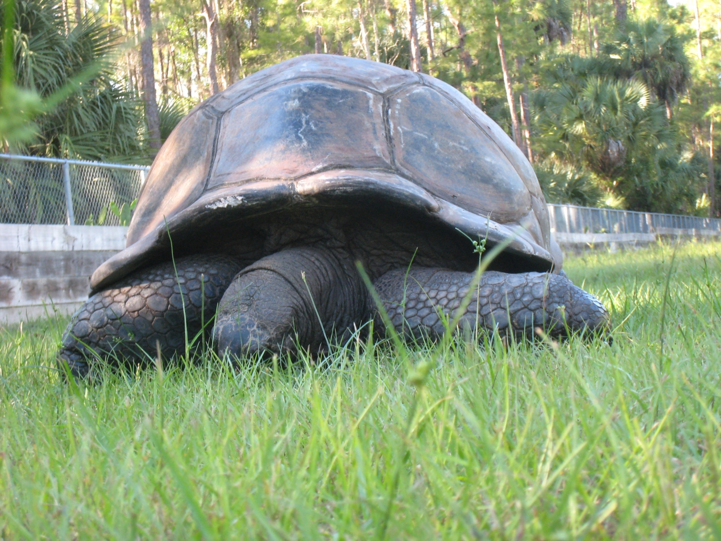 ALDABRA BREEDER