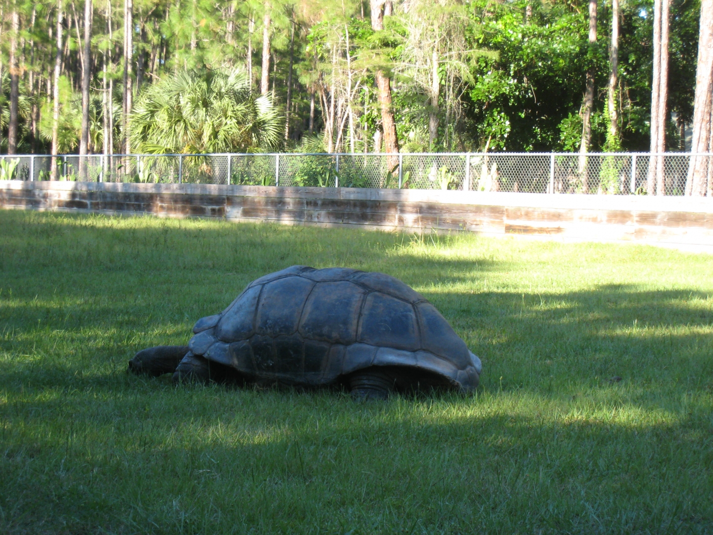 ALDABRA BREEDER