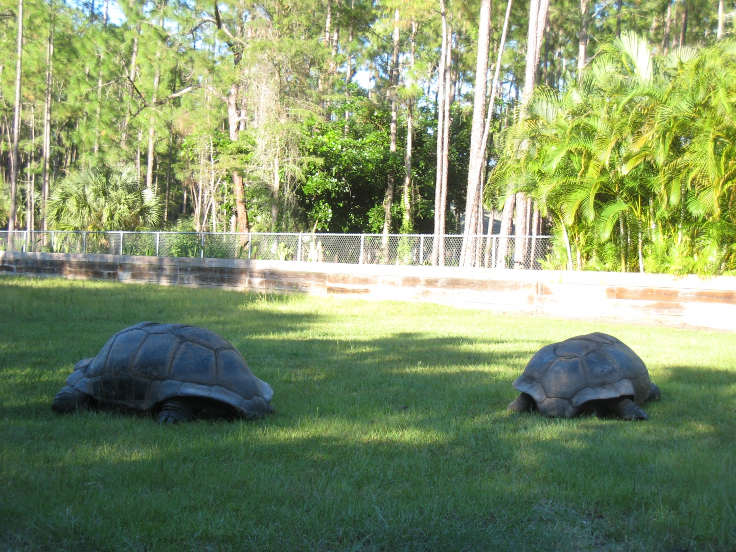 ALDABRA BREEDER