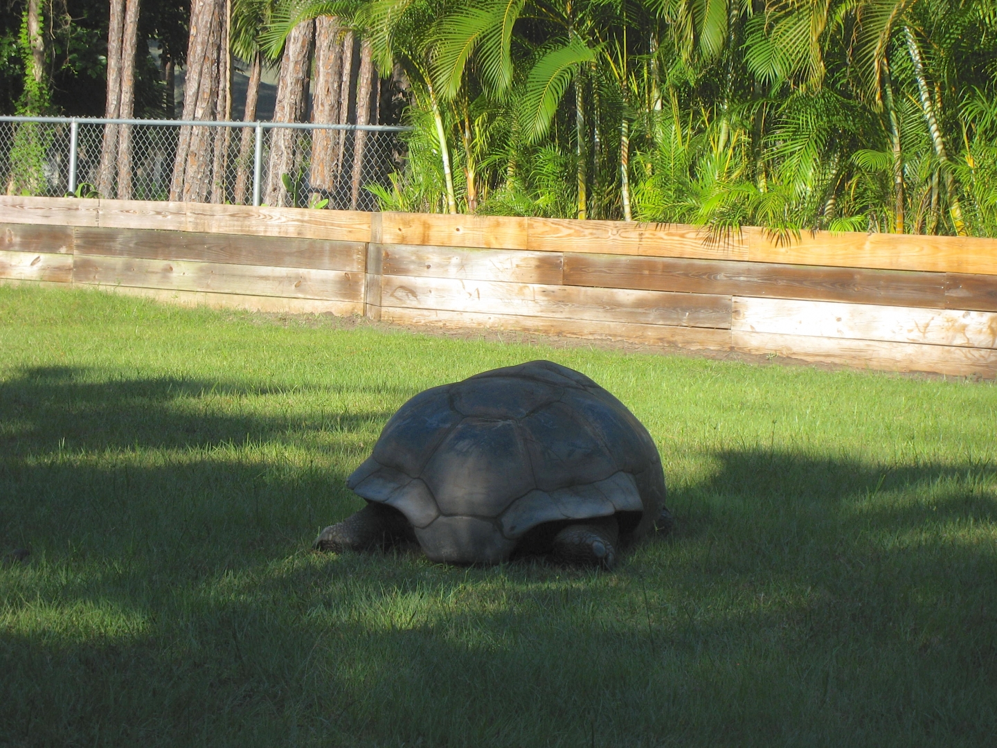 ALDABRA BREEDER