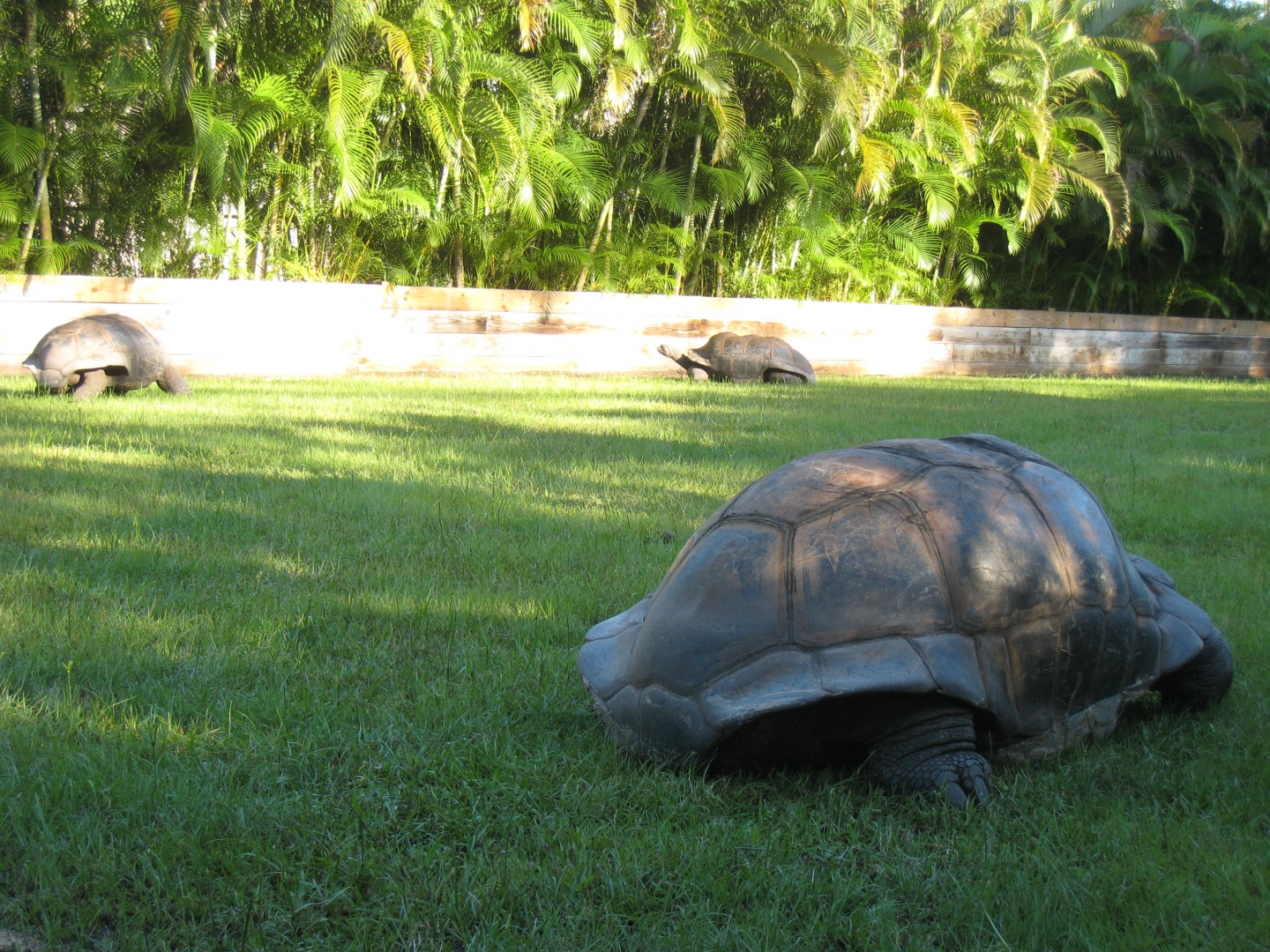 ALDABRA BREEDER