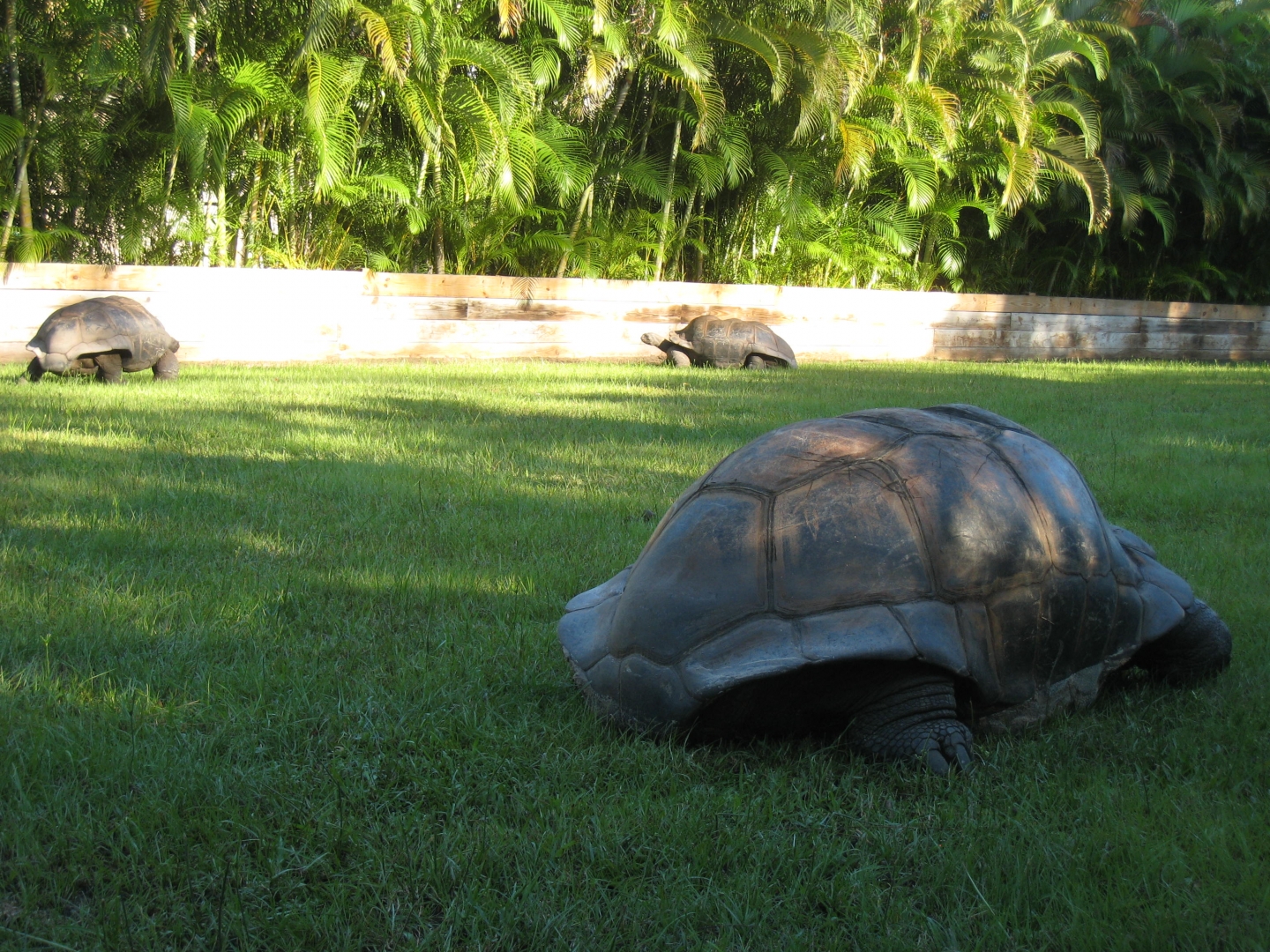 ALDABRA BREEDER