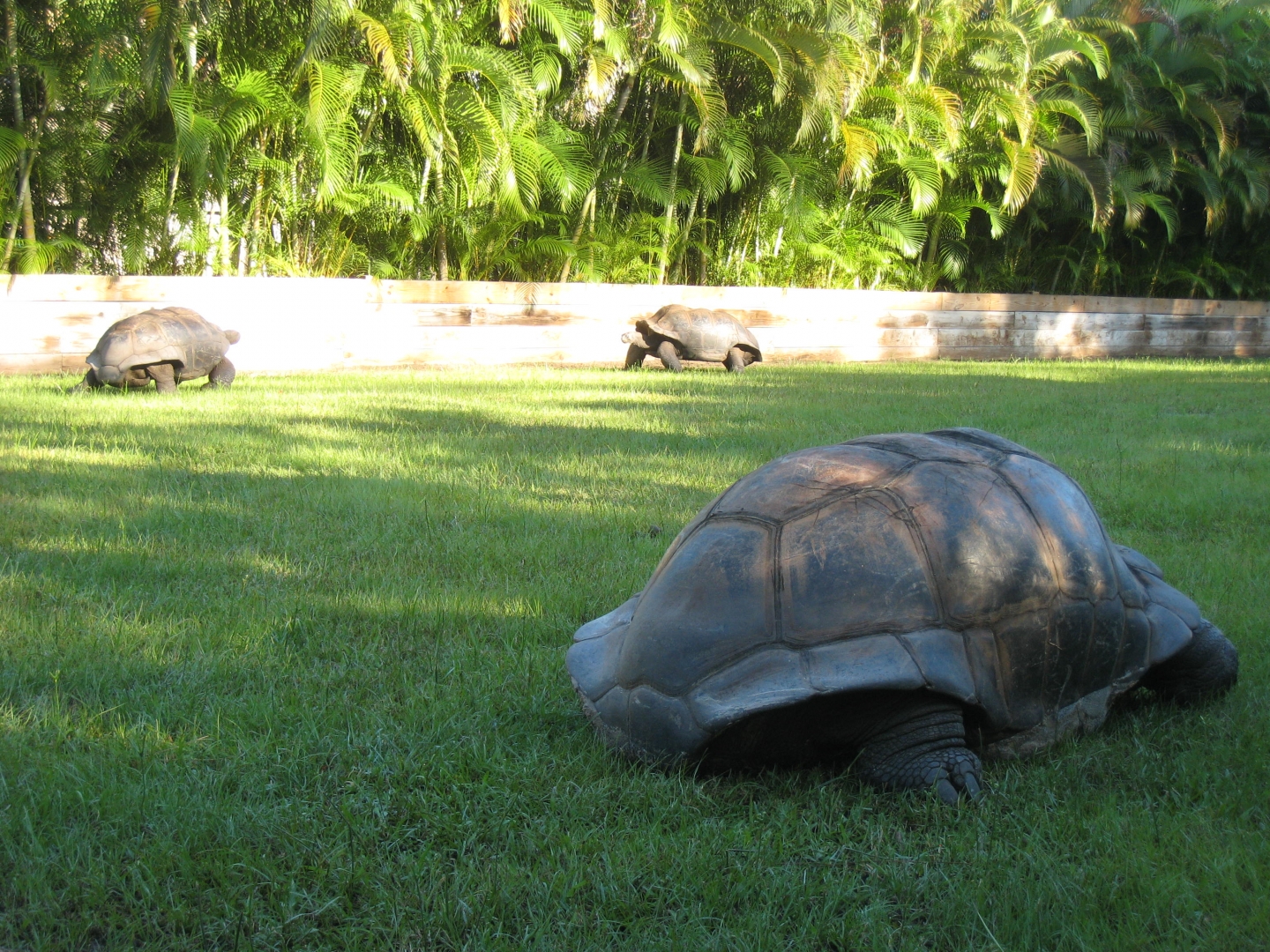ALDABRA BREEDER