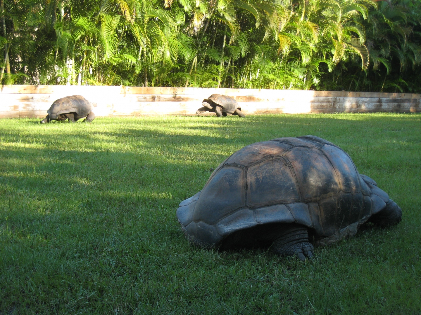ALDABRA BREEDER