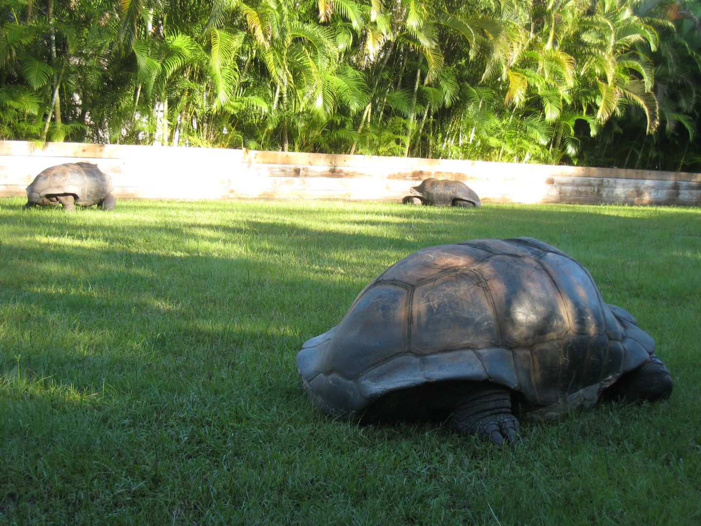 ALDABRA BREEDER