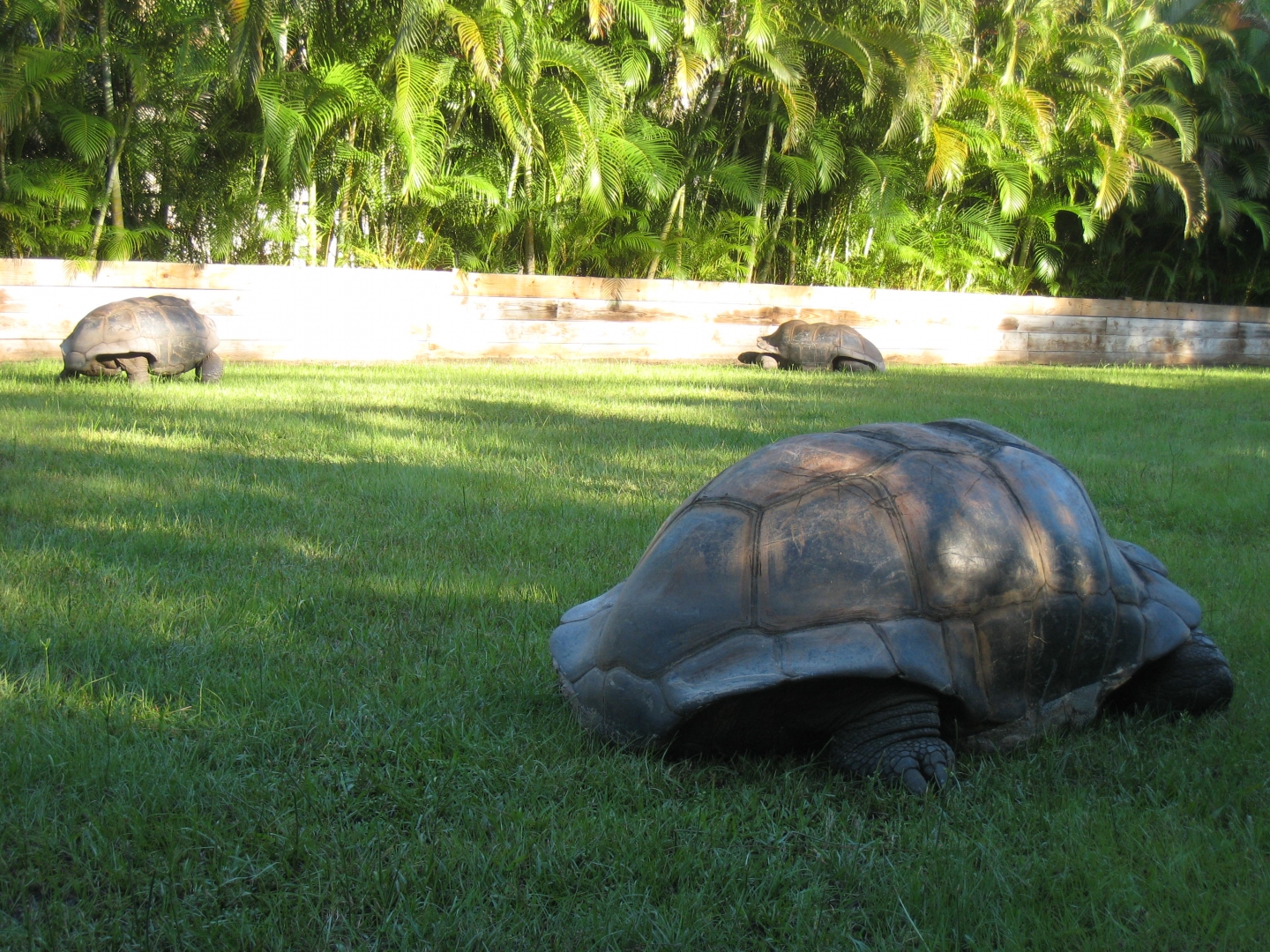 ALDABRA BREEDER