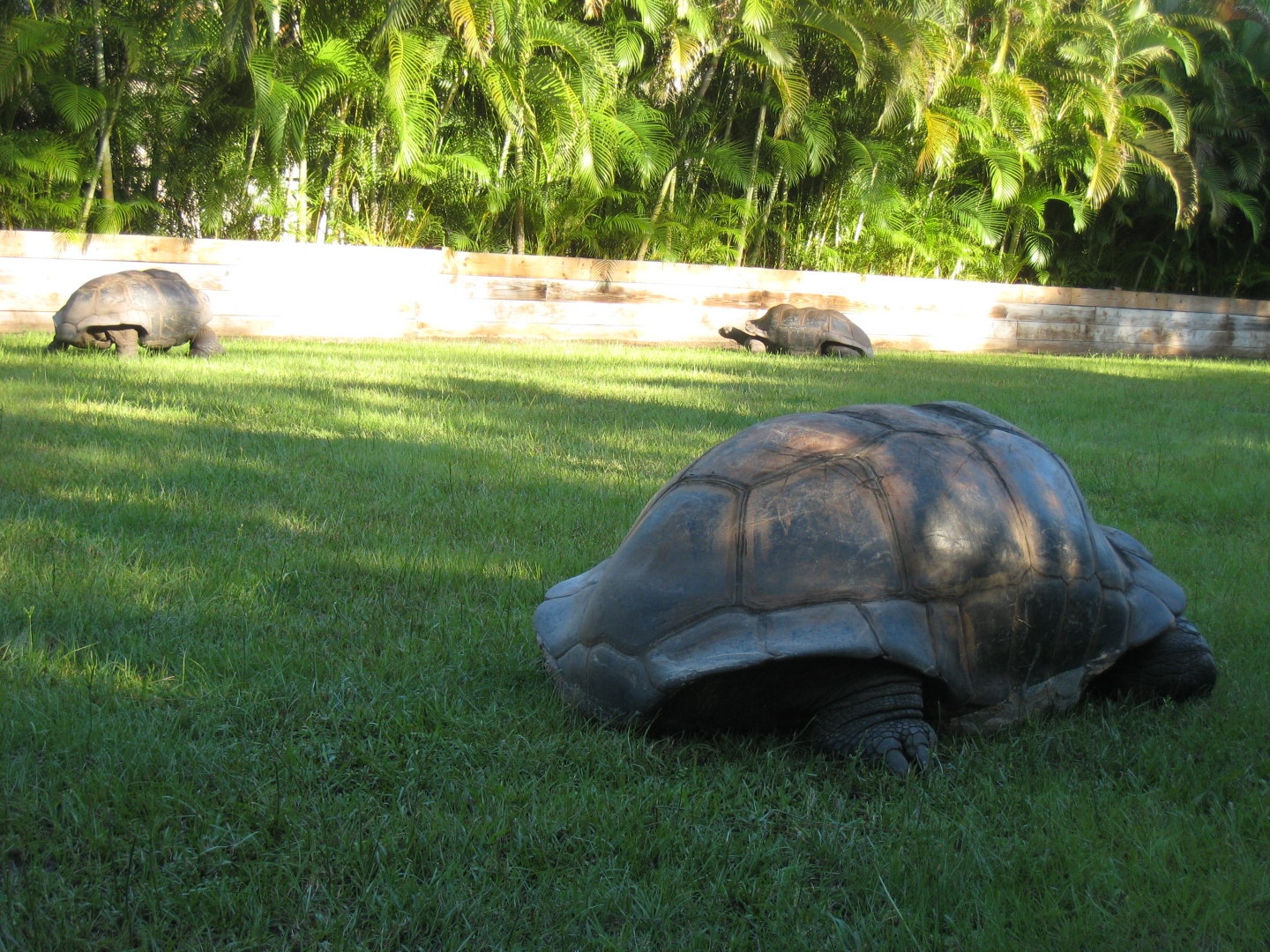 ALDABRA BREEDER
