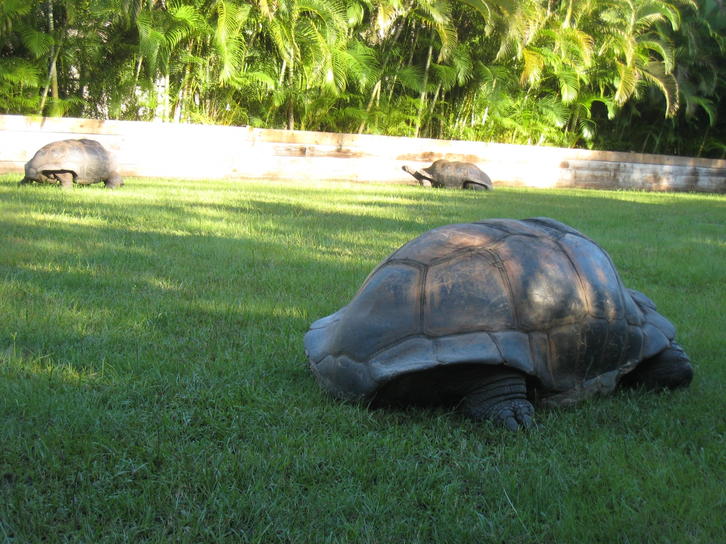 ALDABRA BREEDER