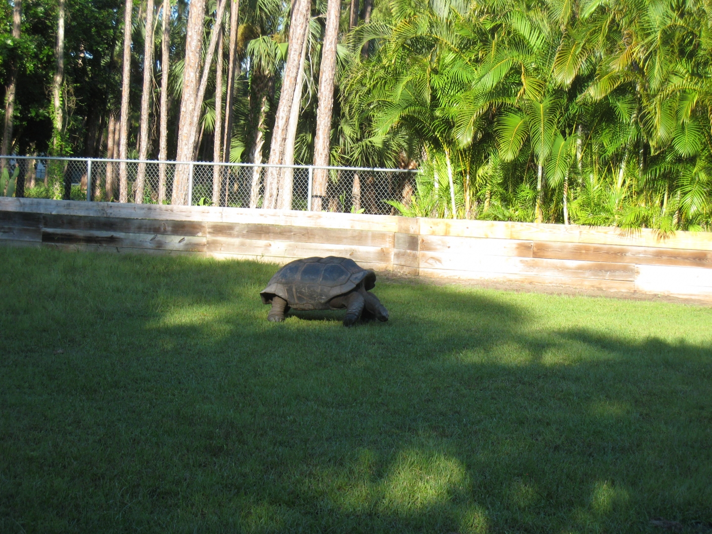 ALDABRA BREEDER