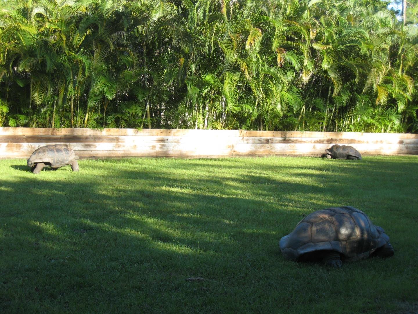 ALDABRA BREEDER