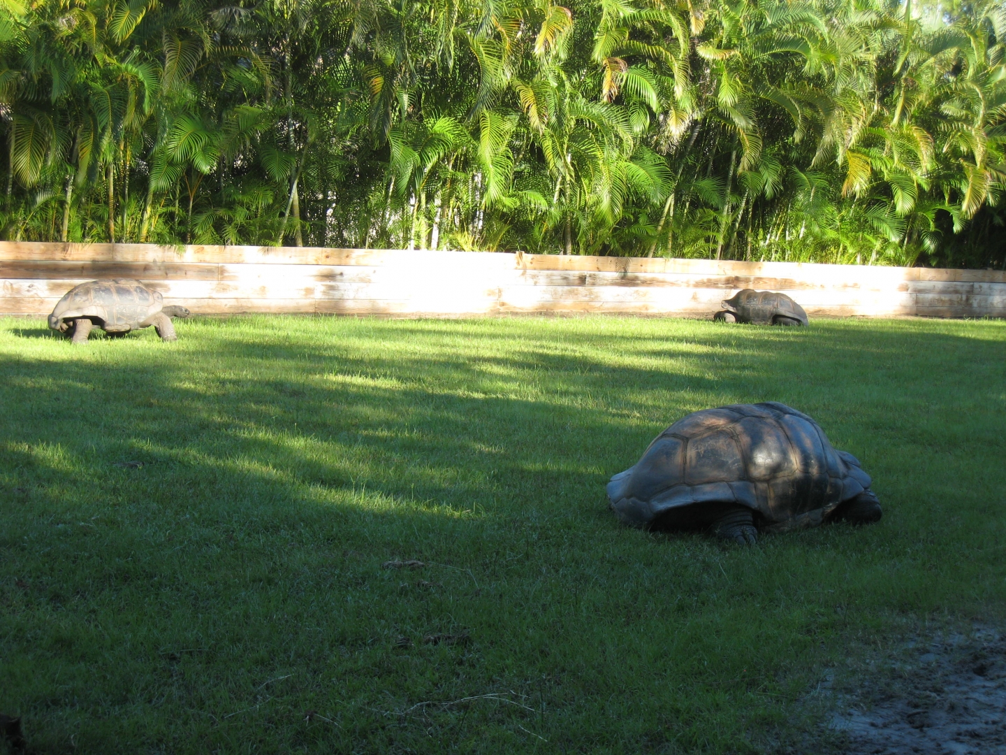 ALDABRA BREEDER