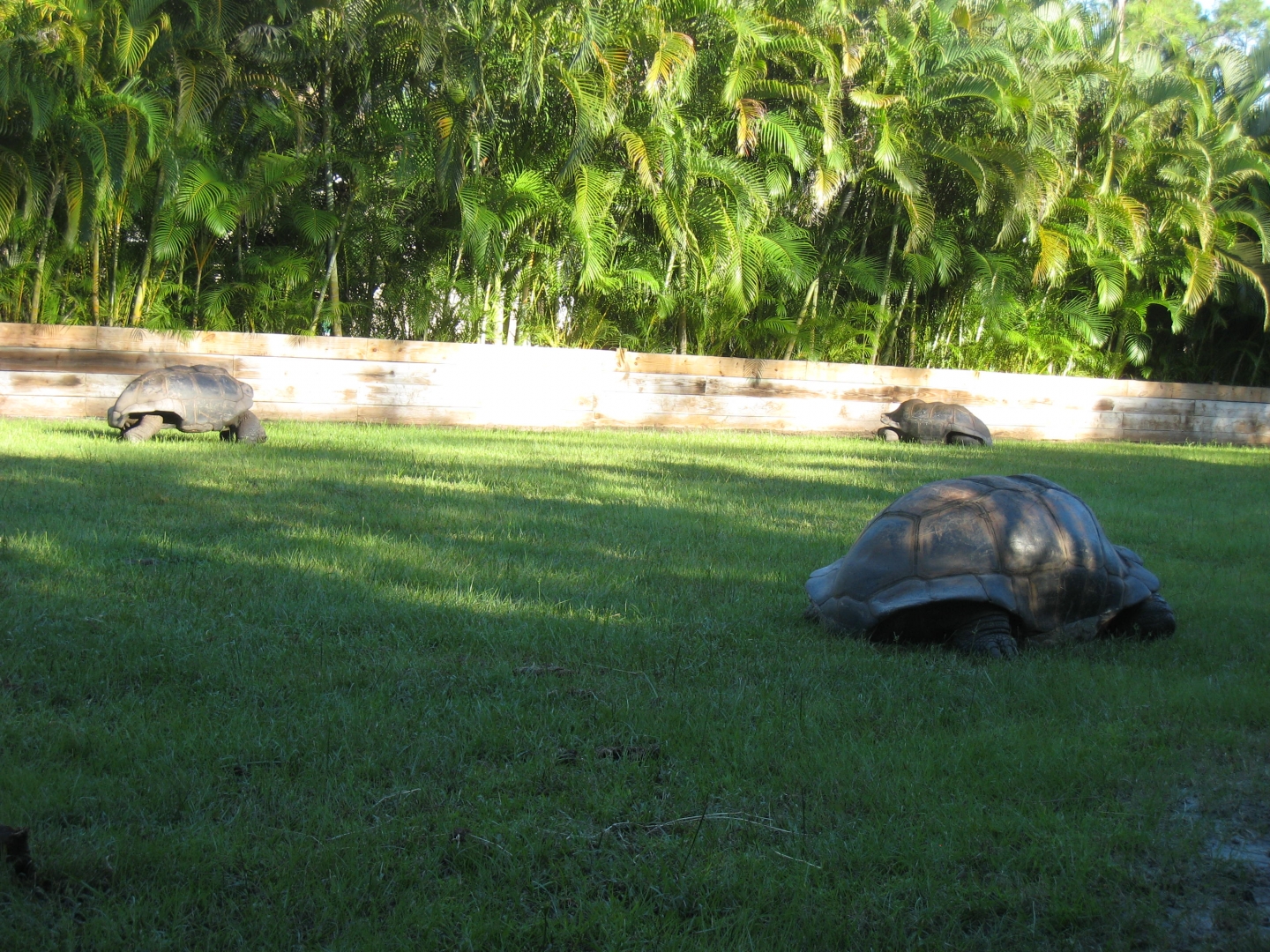 ALDABRA BREEDER