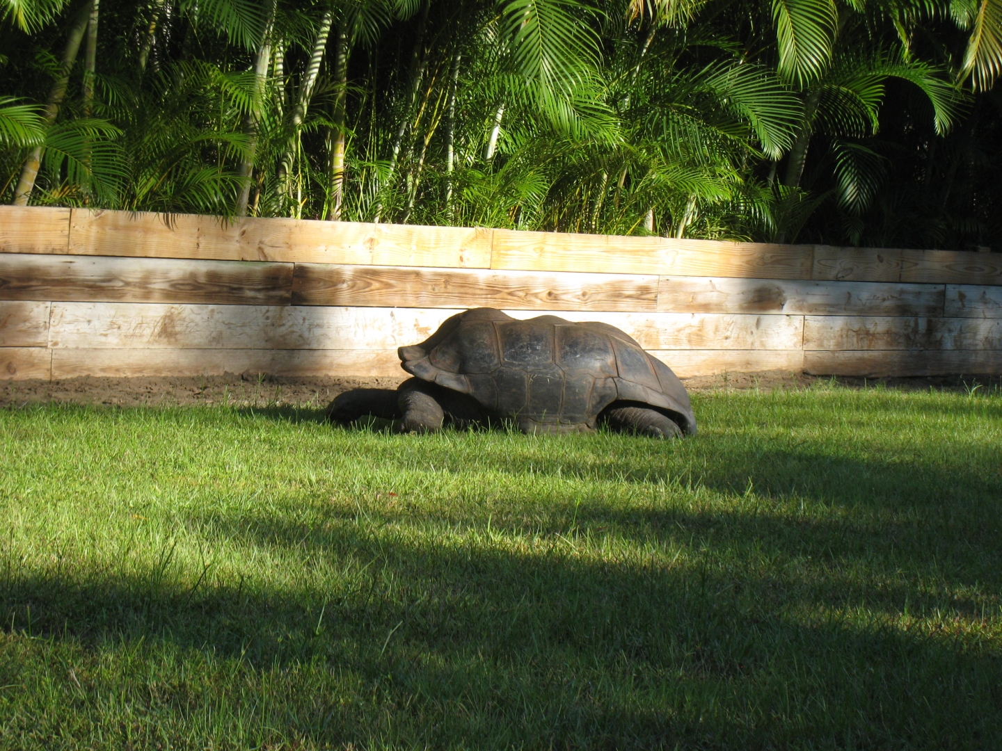 ALDABRA BREEDER