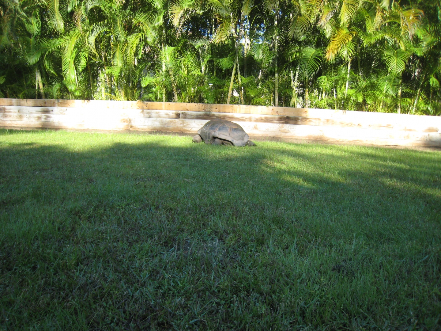 ALDABRA BREEDER